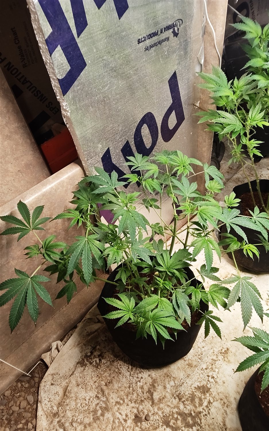 LemonHead Delight plant photo