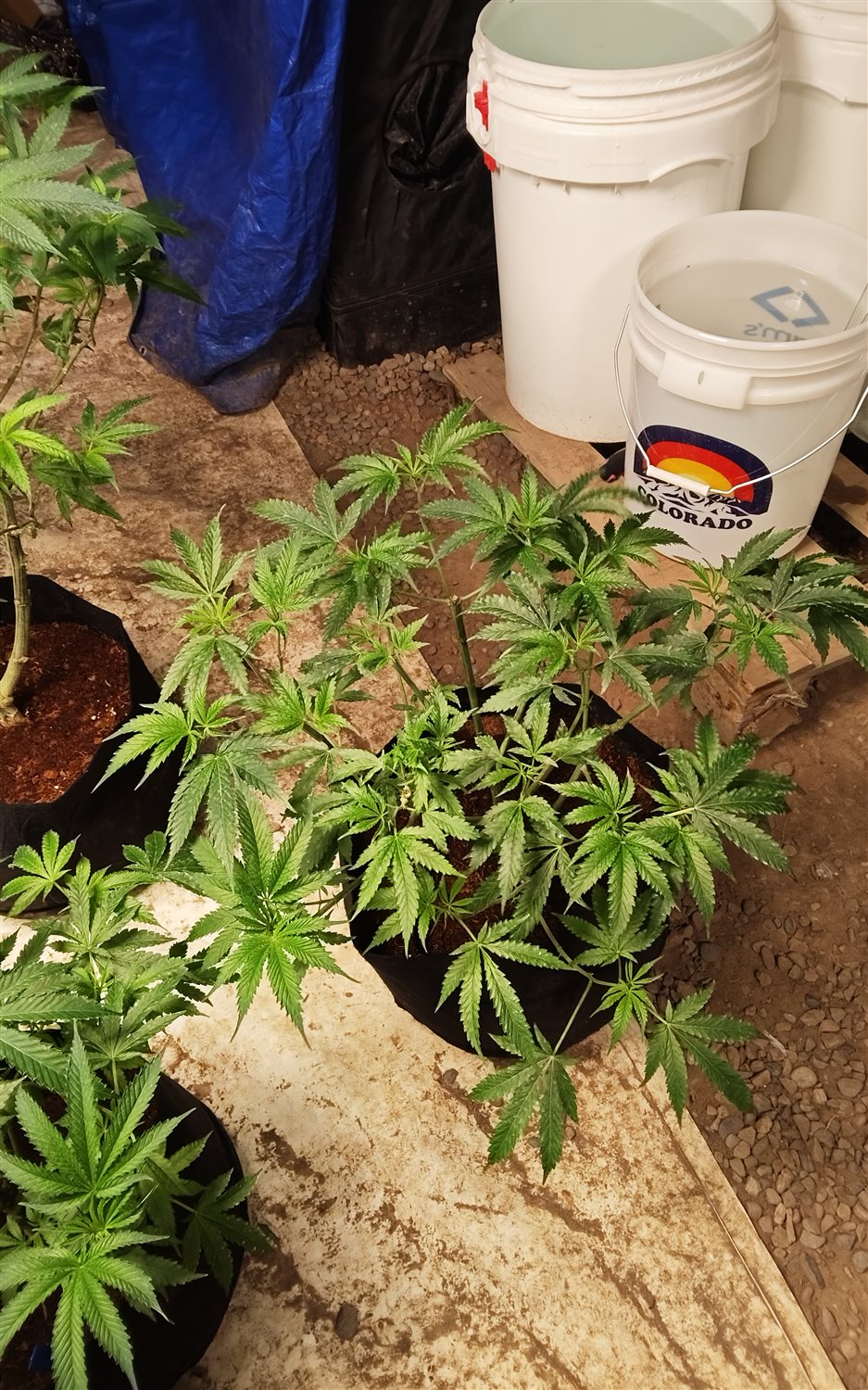 LemonHead Delight plant photo