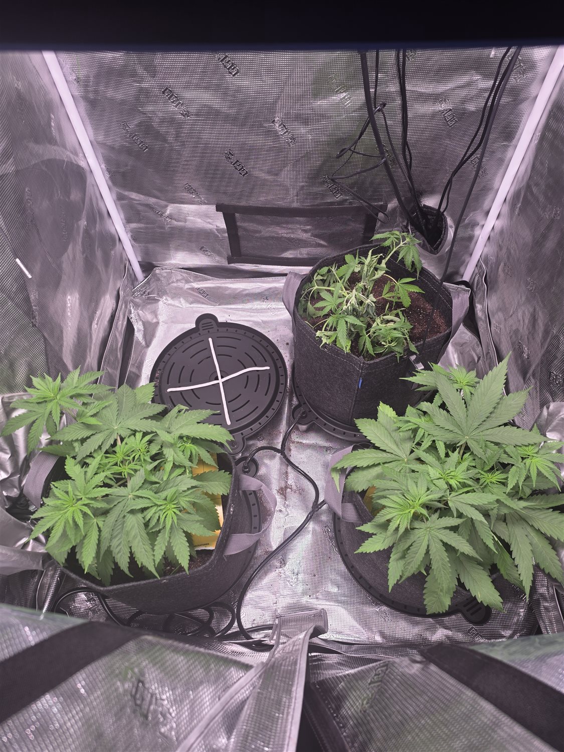 Featured Plant Image