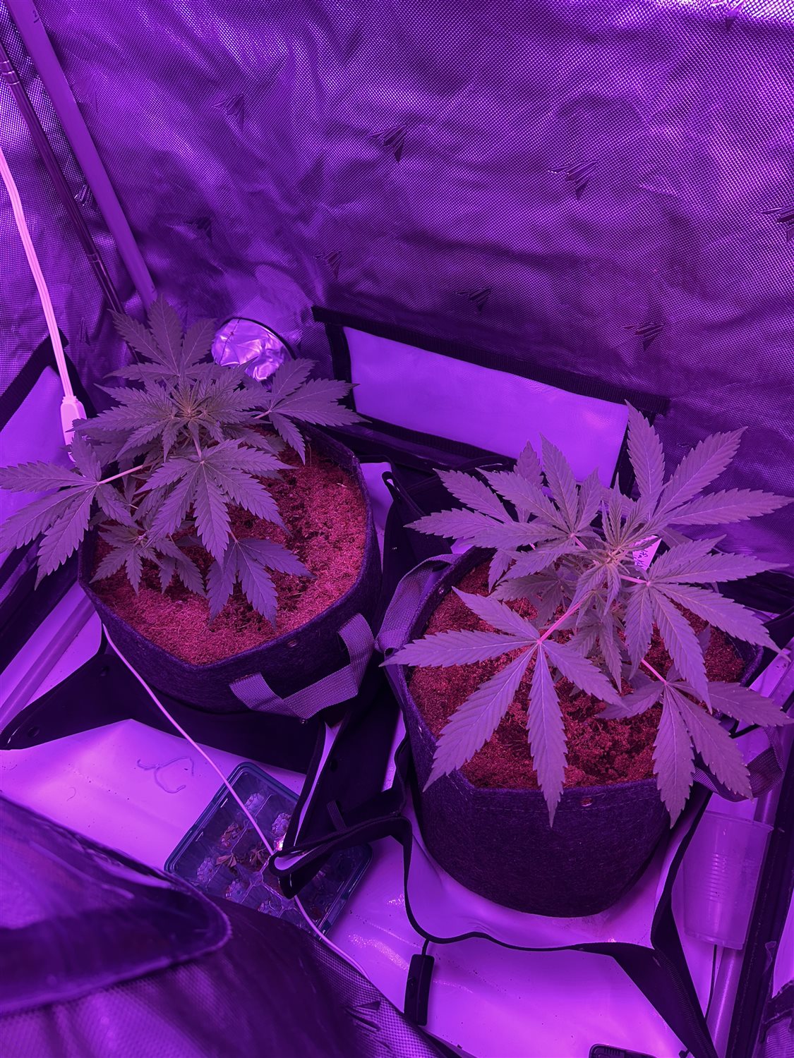 Khalifa Kush OG plant photo