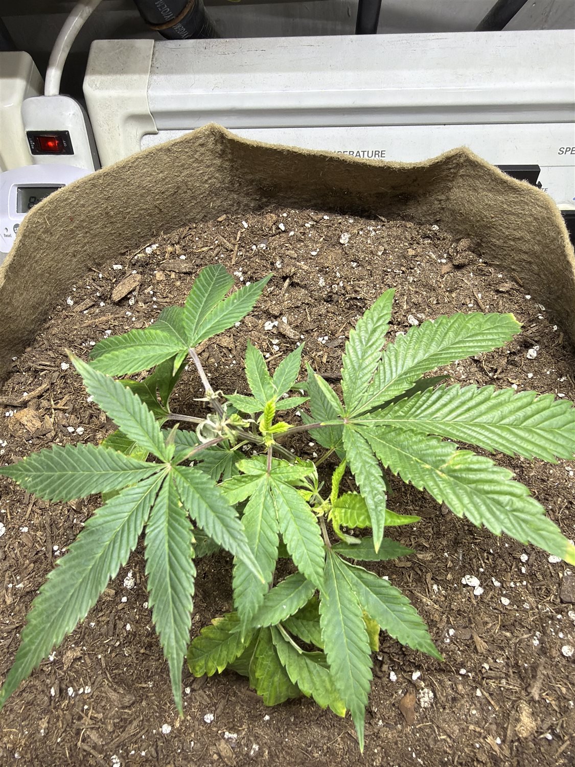 Featured Plant Image