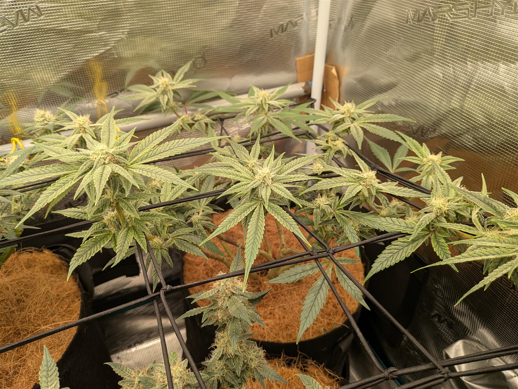 White Widow xxl plant photo
