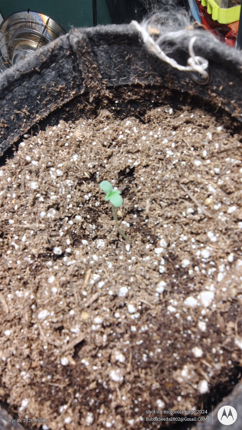 Featured Plant Image