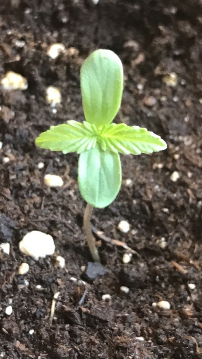 Featured Plant Image