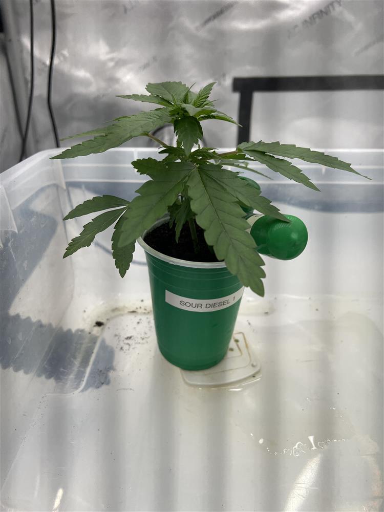 Featured Plant Image