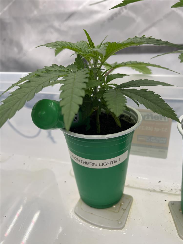 Featured Plant Image