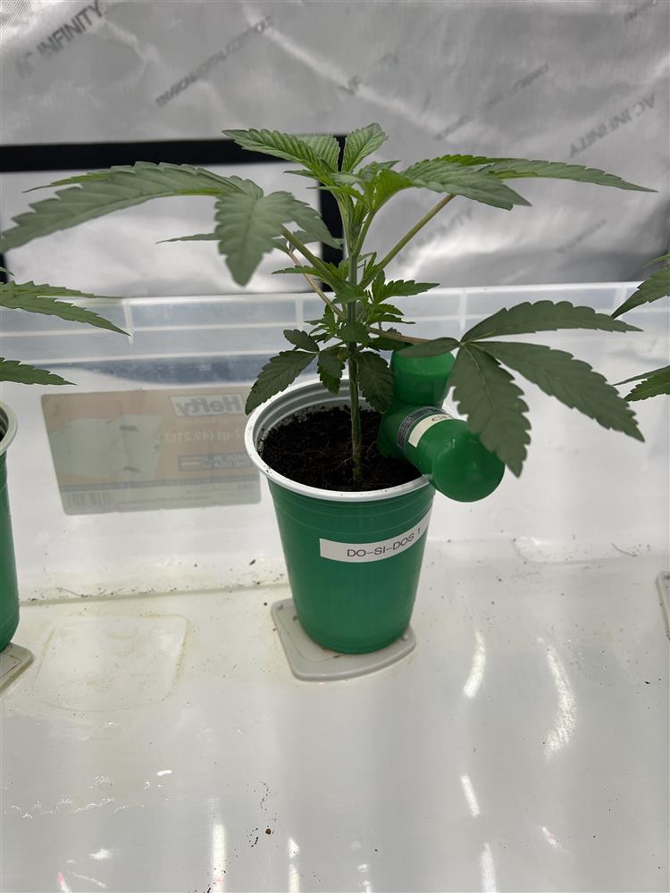 Featured Plant Image