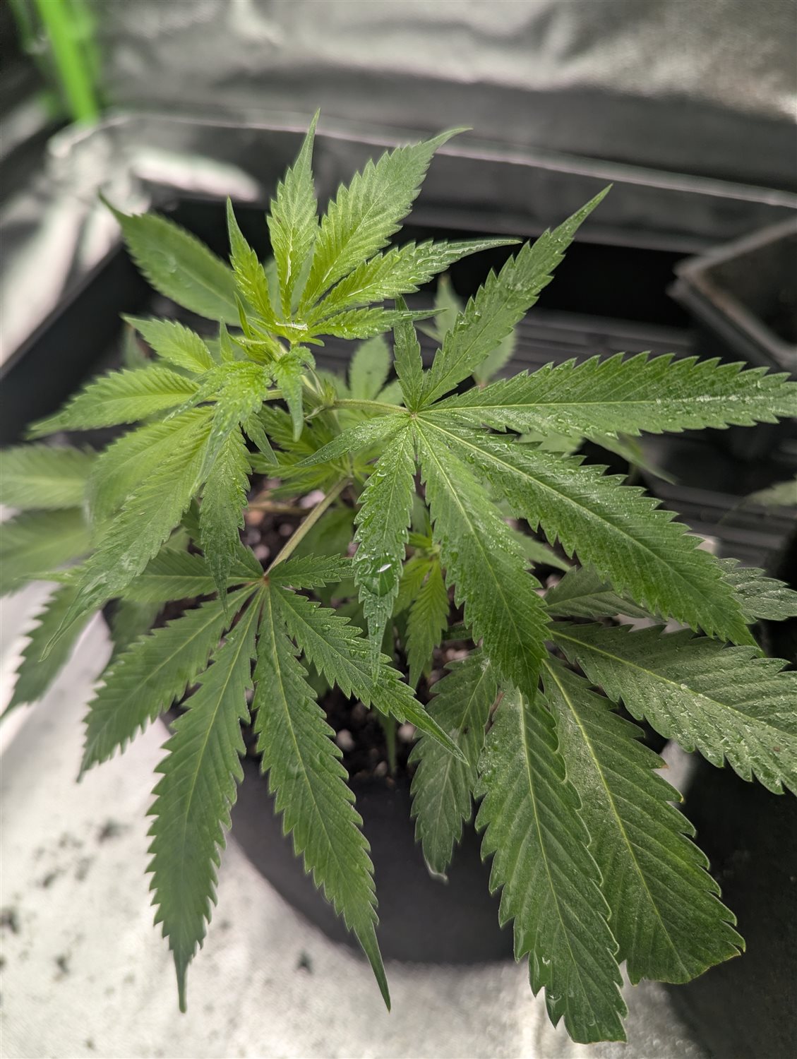 Sunshine #4 plant photo