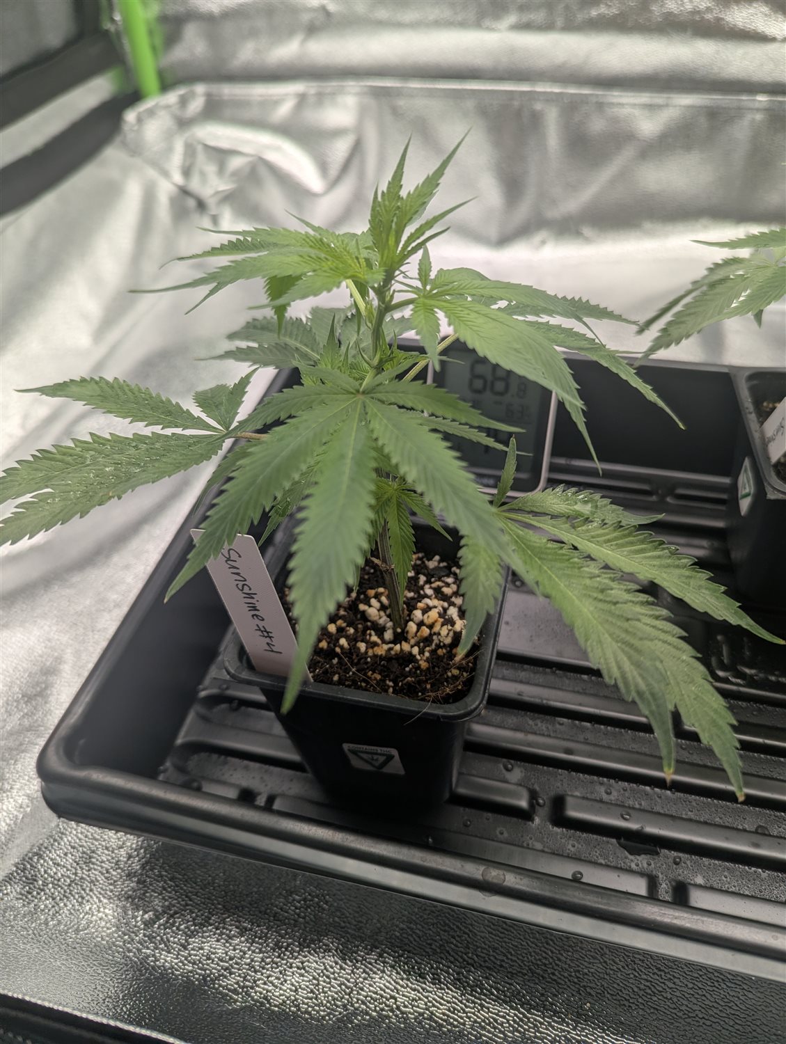 Featured Plant Image