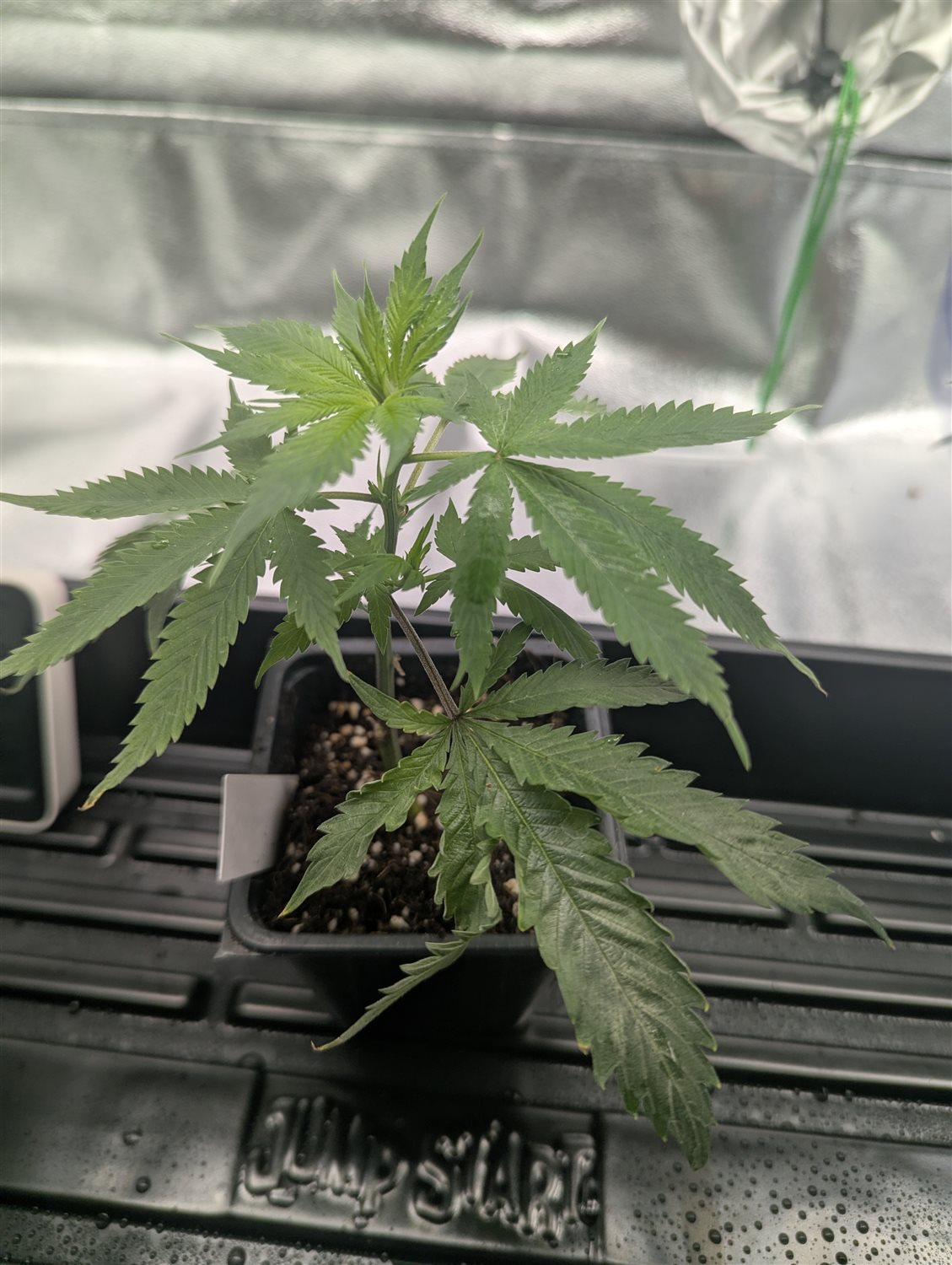 Featured Plant Image