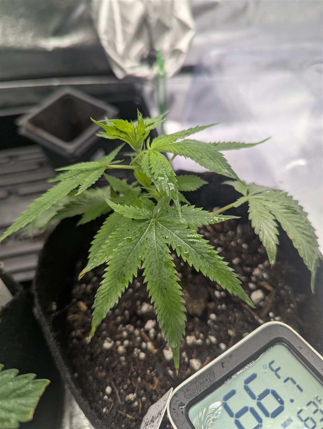 Sunshine #4 plant photo