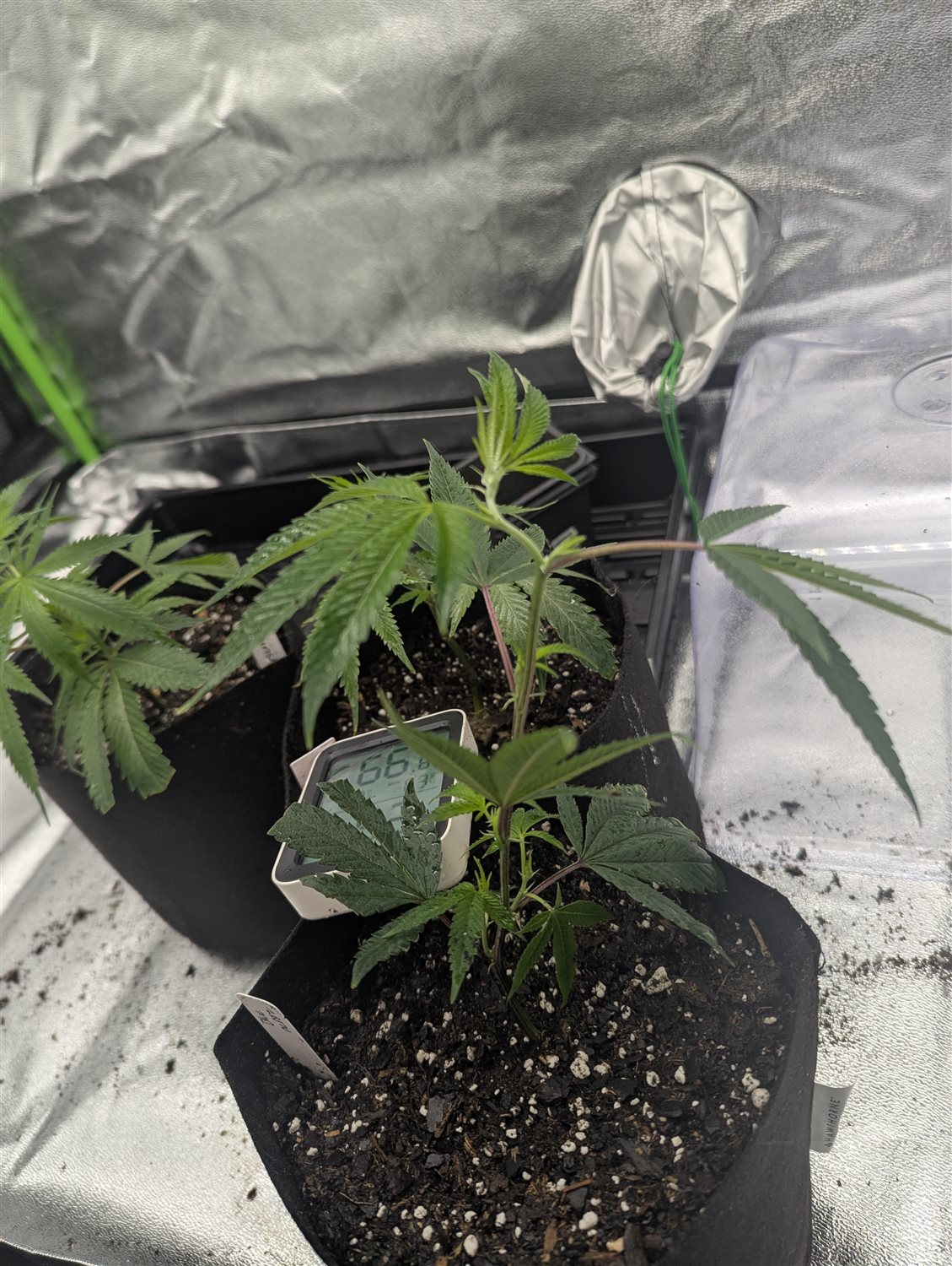 Blue Nerds # 16 plant photo
