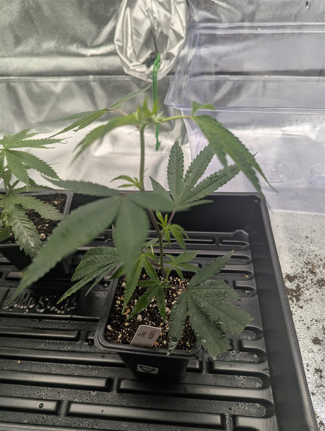 Featured Plant Image