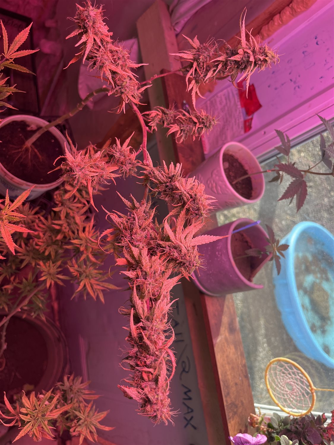 Featured Plant Image