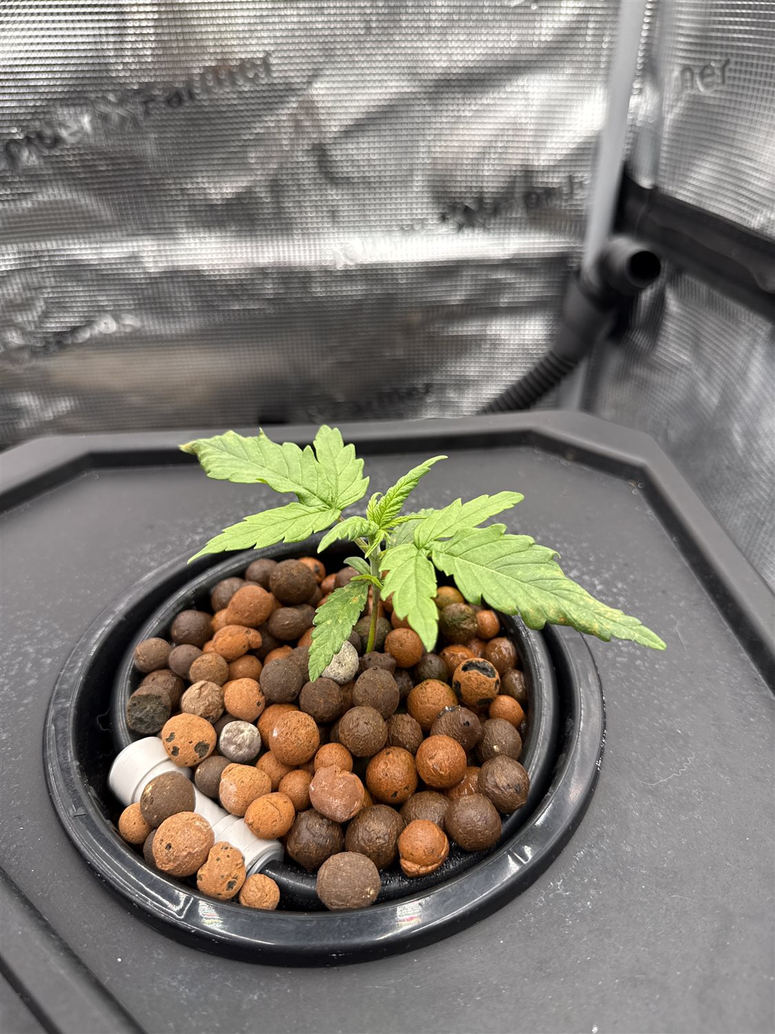 Plant Image