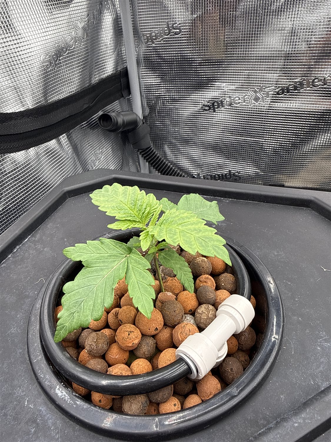 Featured Plant Image