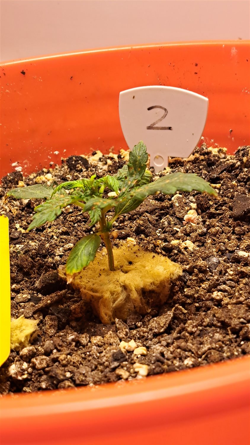 Featured Plant Image