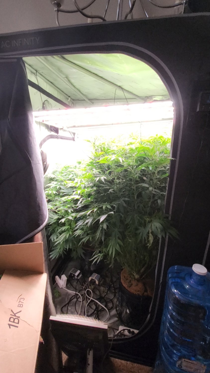 Chocolope plant photo