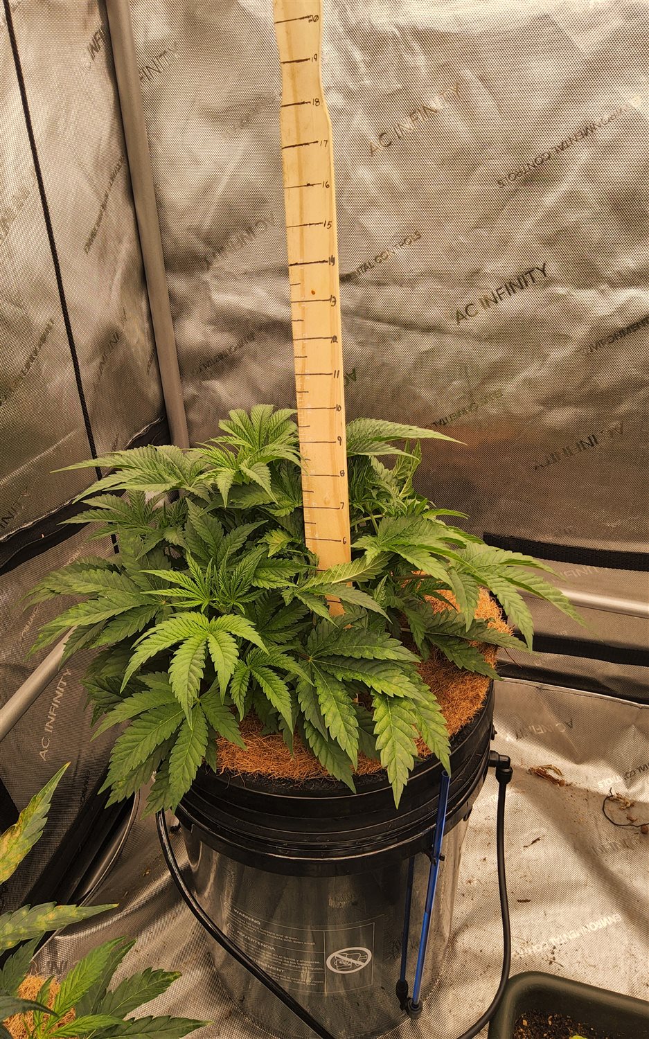 Chocolope plant photo