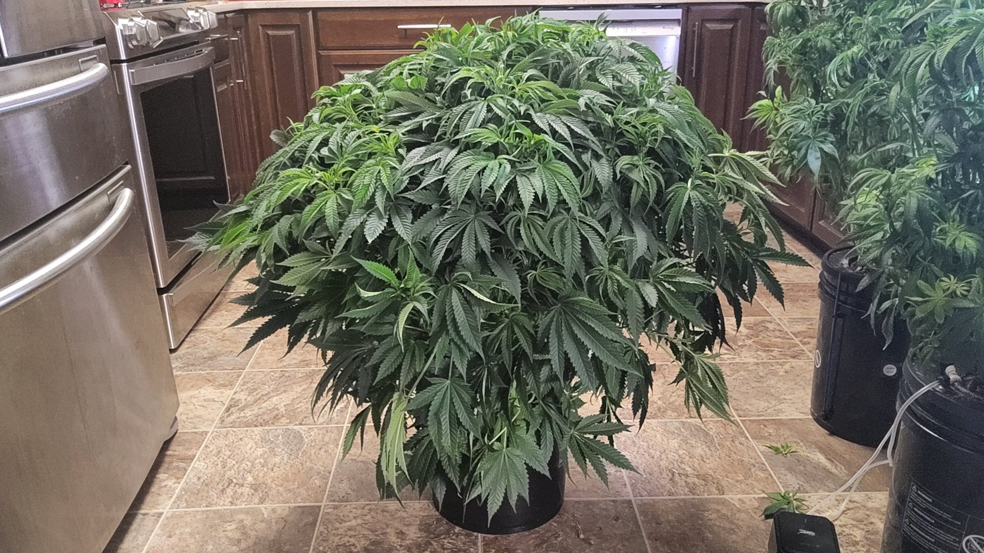 Chocolope plant image