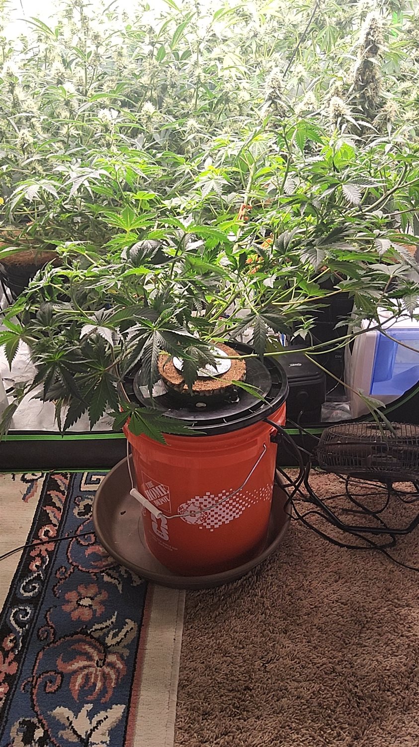 Chocolope plant photo