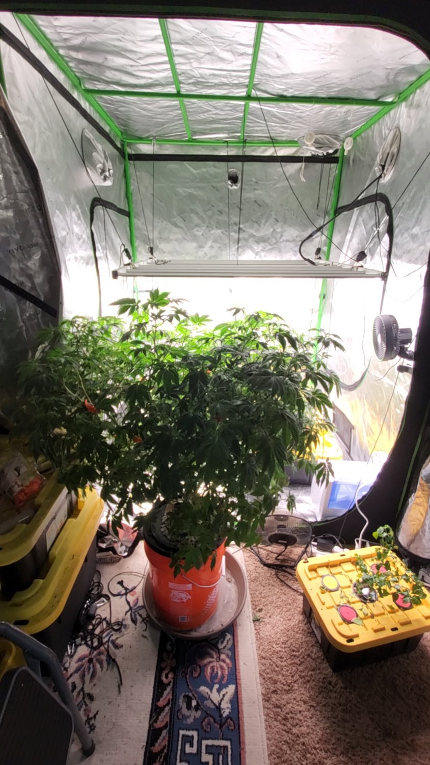 Chocolope plant photo