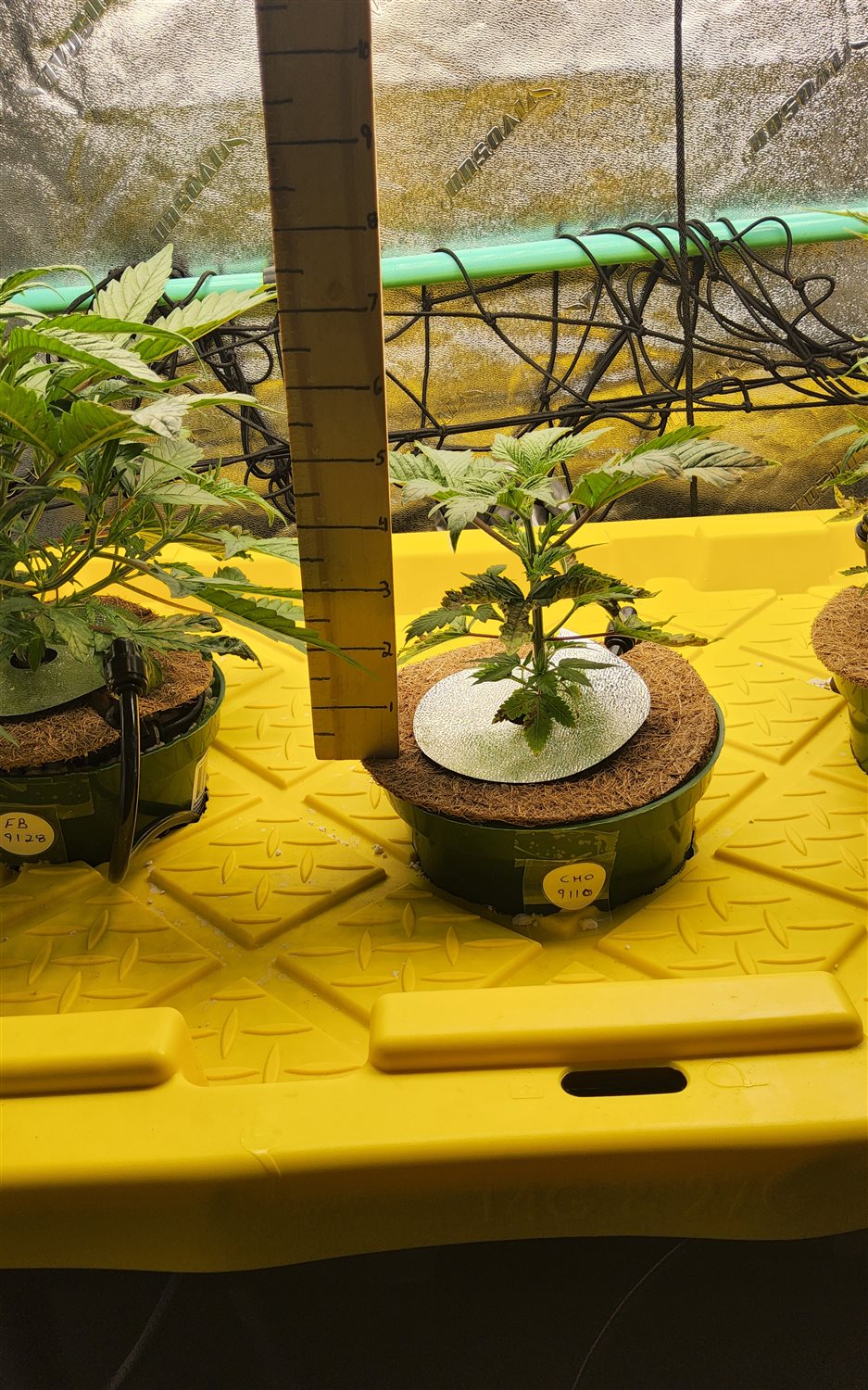 Chocolope plant photo