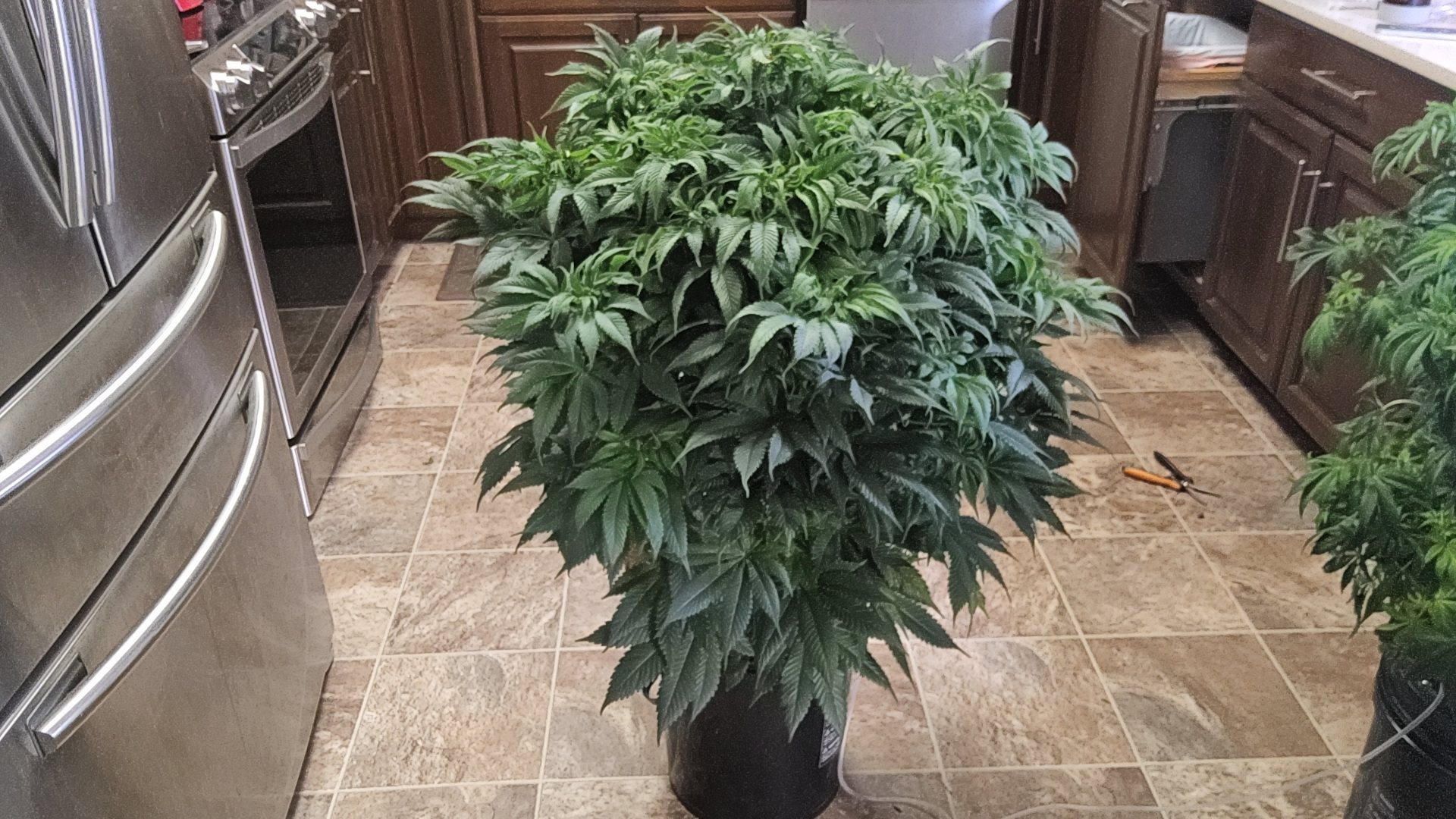 Georgia Pie (GAP) plant image