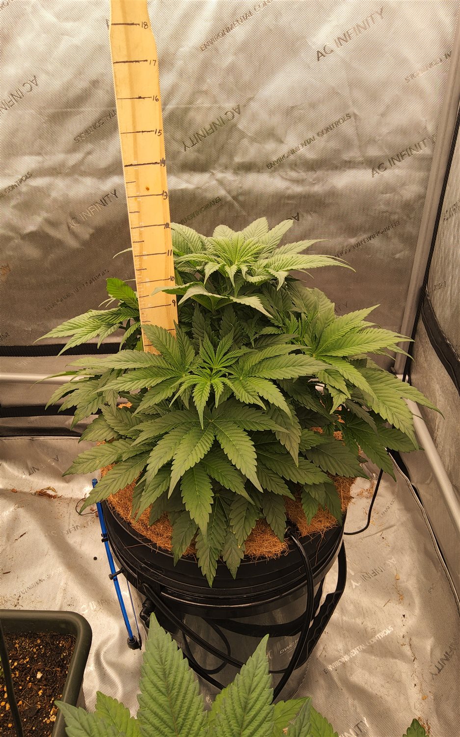 Georgia Pie (GAP) plant image