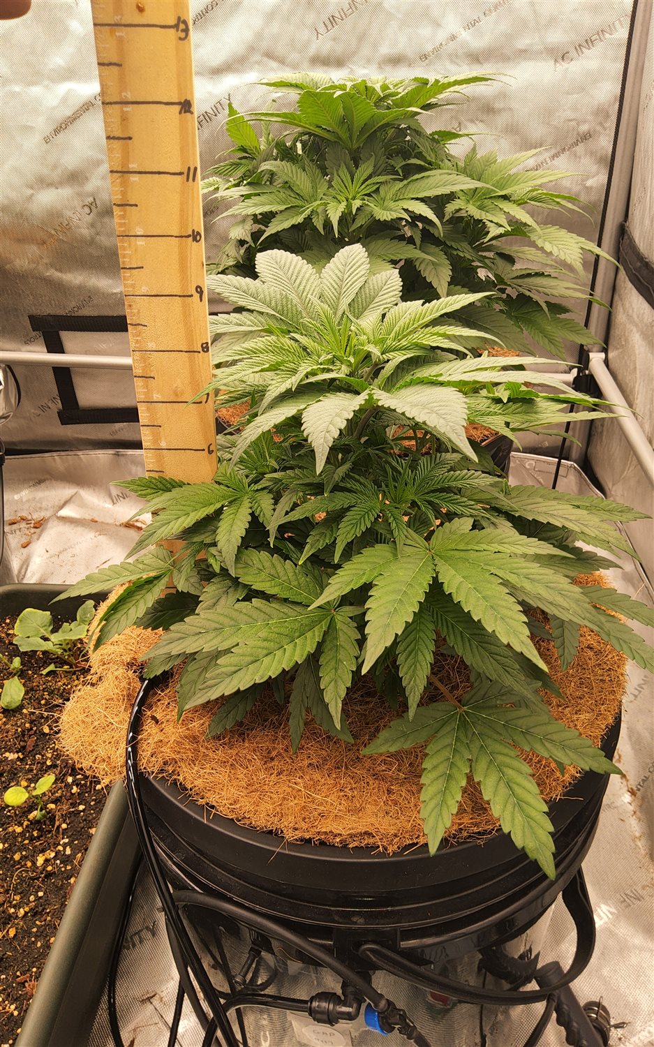 Georgia Pie (GAP) plant image