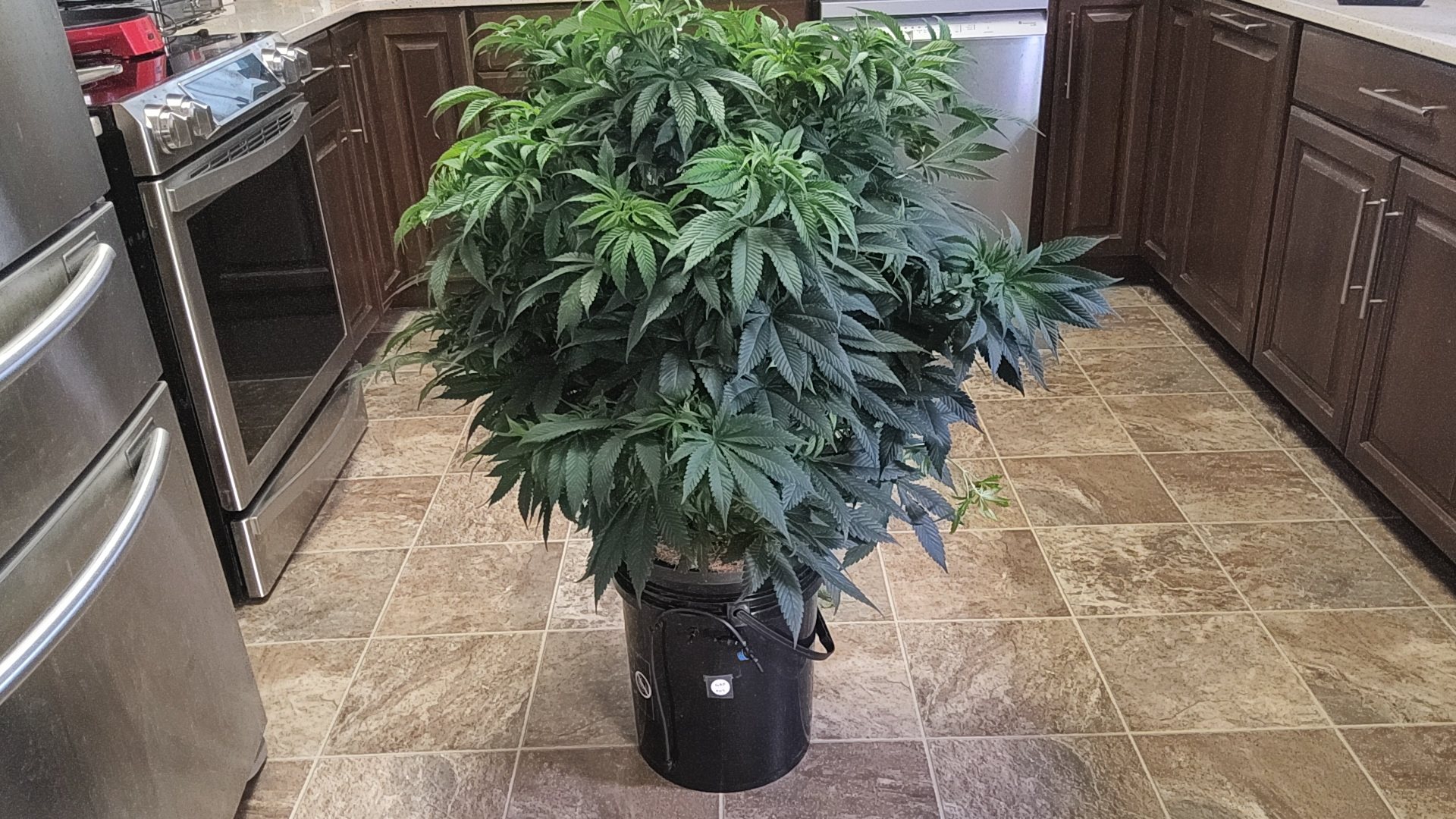 Georgia Pie (GAP) plant image