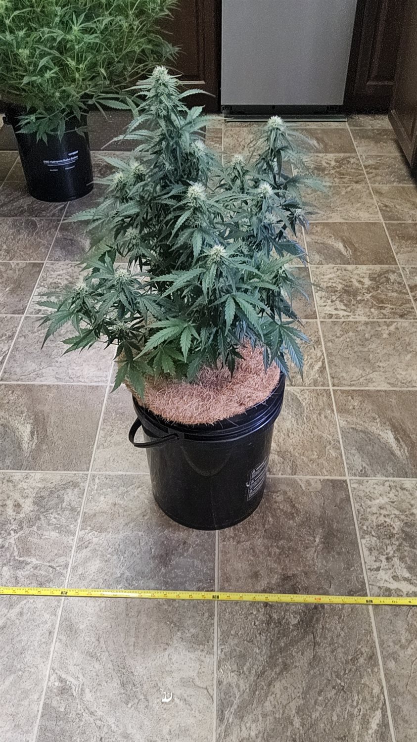 Blue Dream (BD) plant image