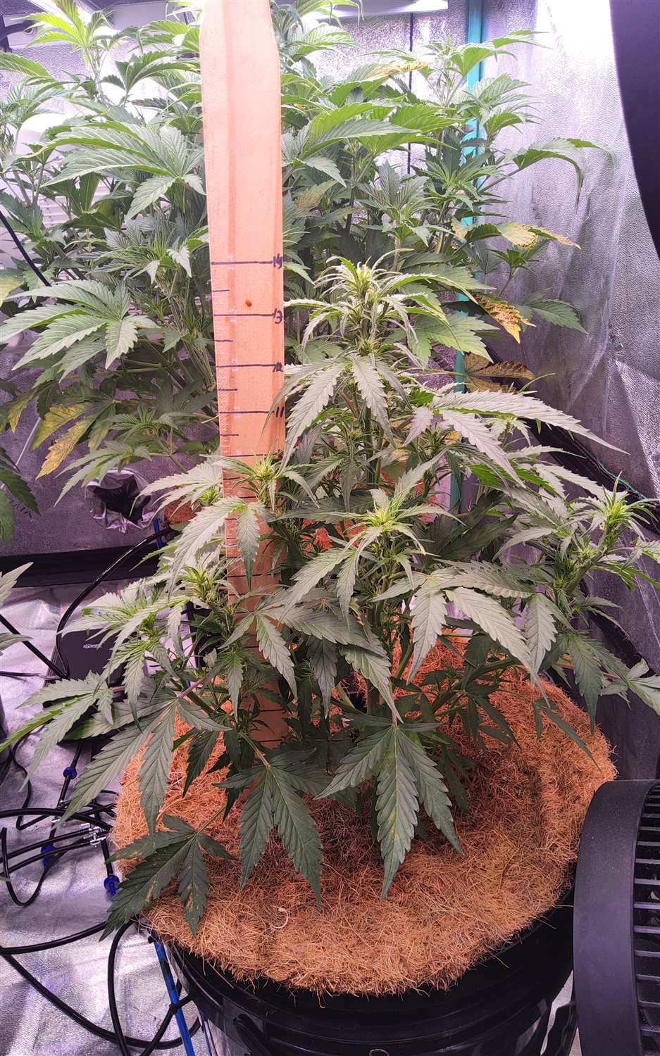 Blue Dream (BD) plant image