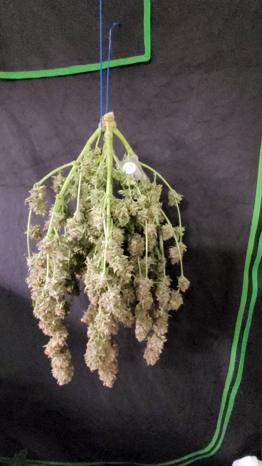Blue Dream (BD) plant image