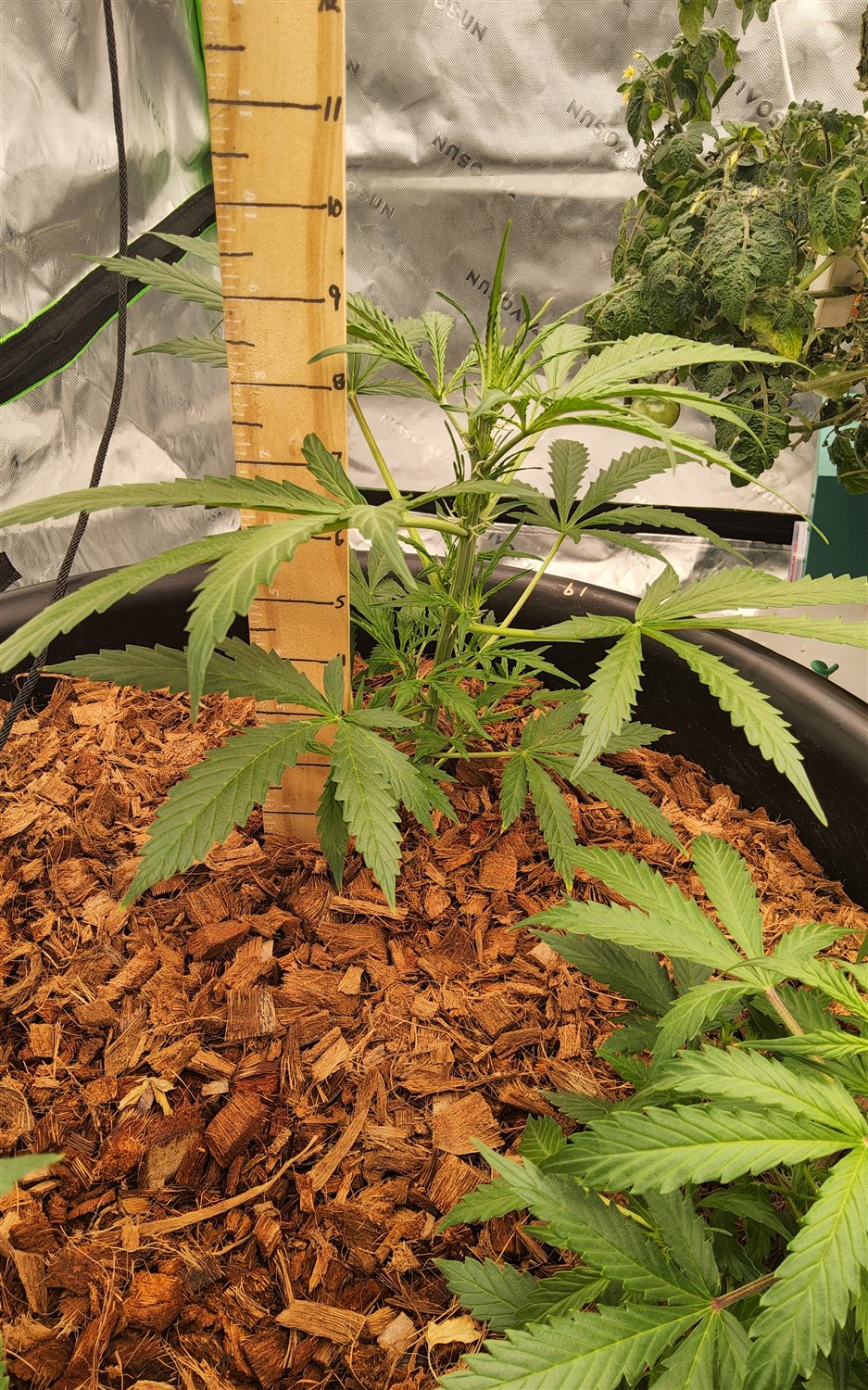 Blue Dream (BD) plant image