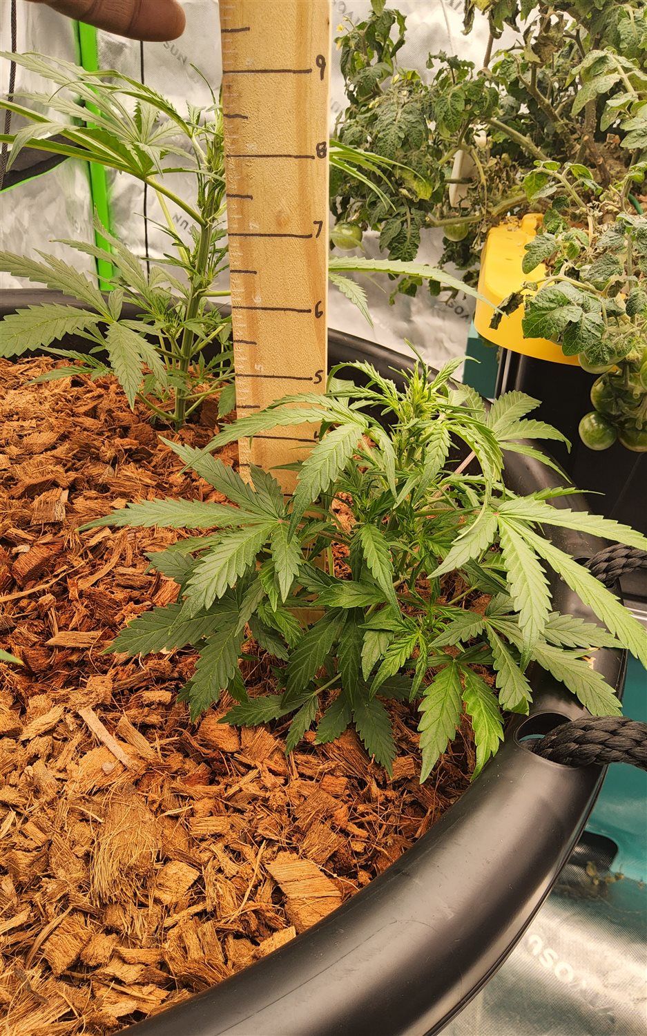 Blue Dream (BD) plant image