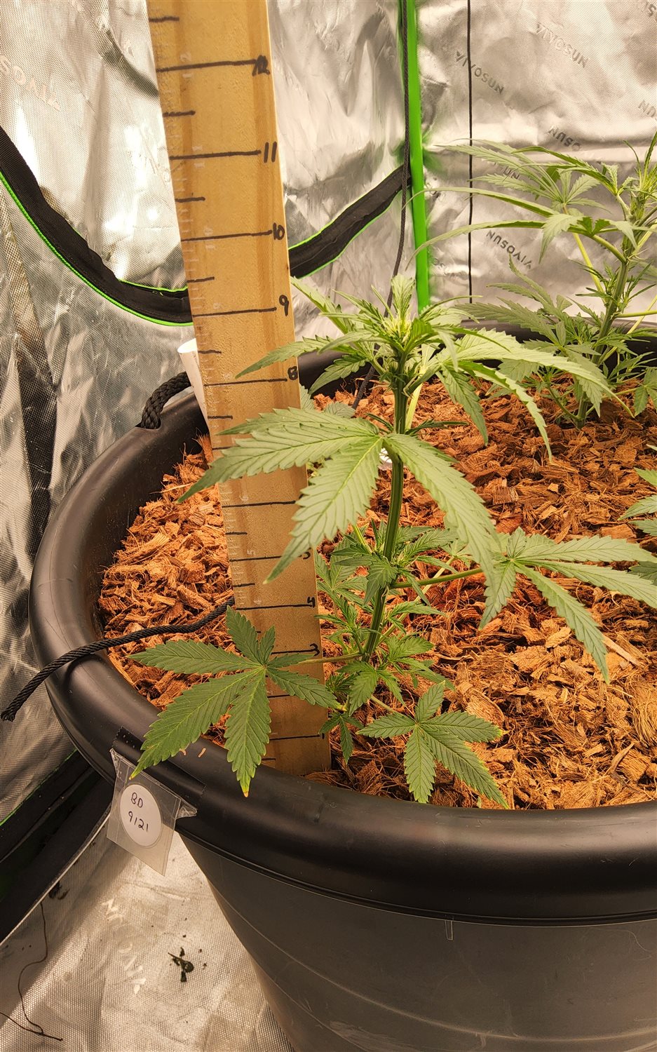 Blue Dream (BD) plant image