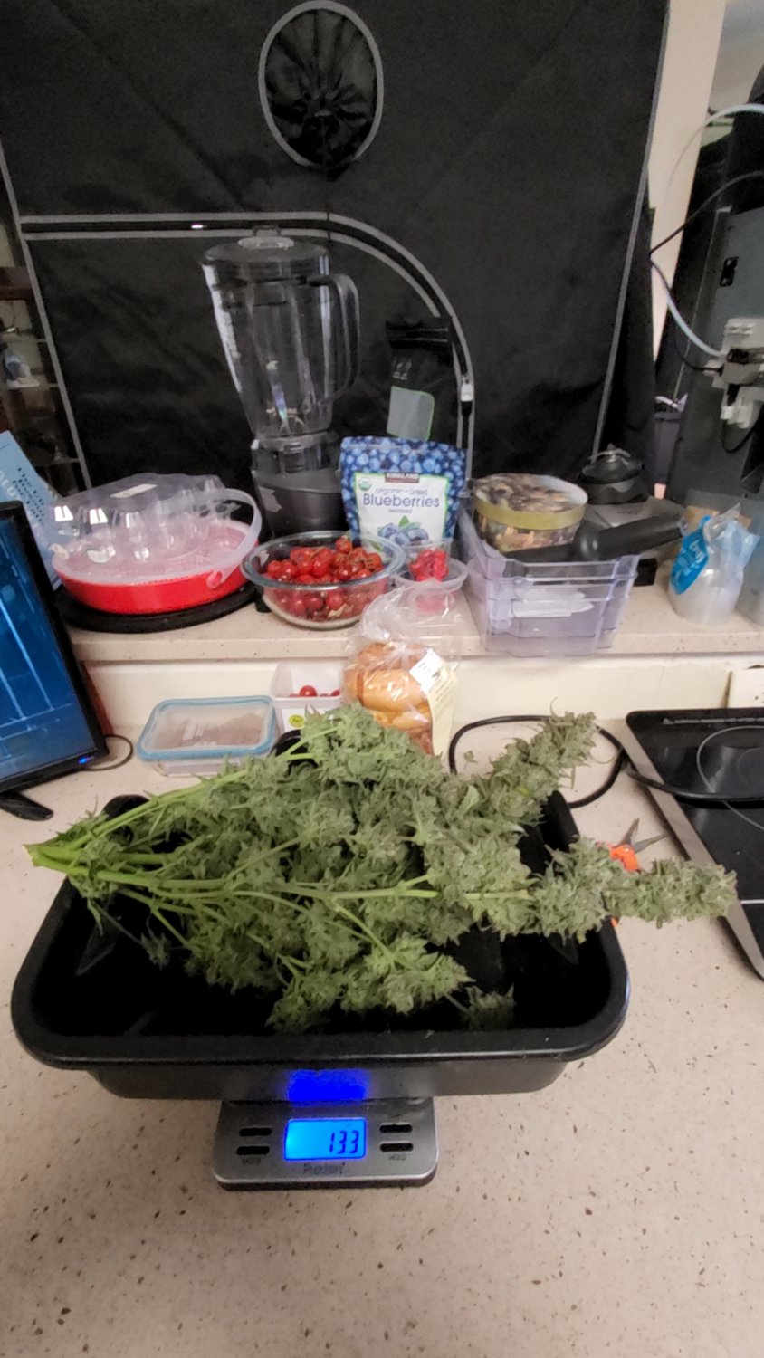 Blue Dream (BD) plant image