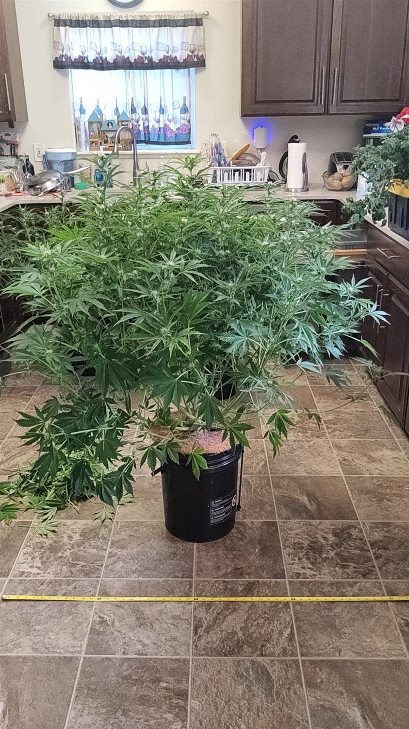Blue Dream (BD) plant image