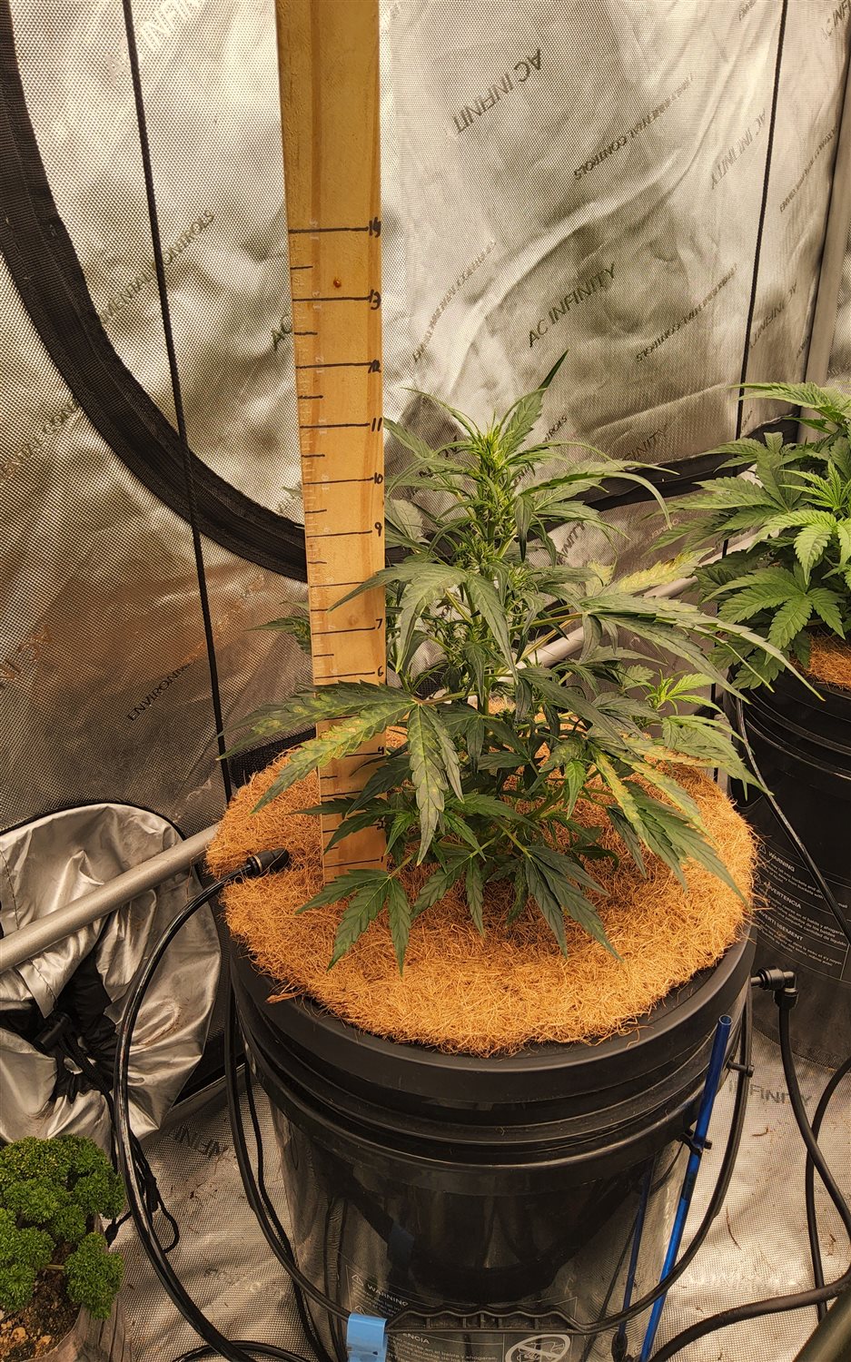 Blue Dream (BD) plant image