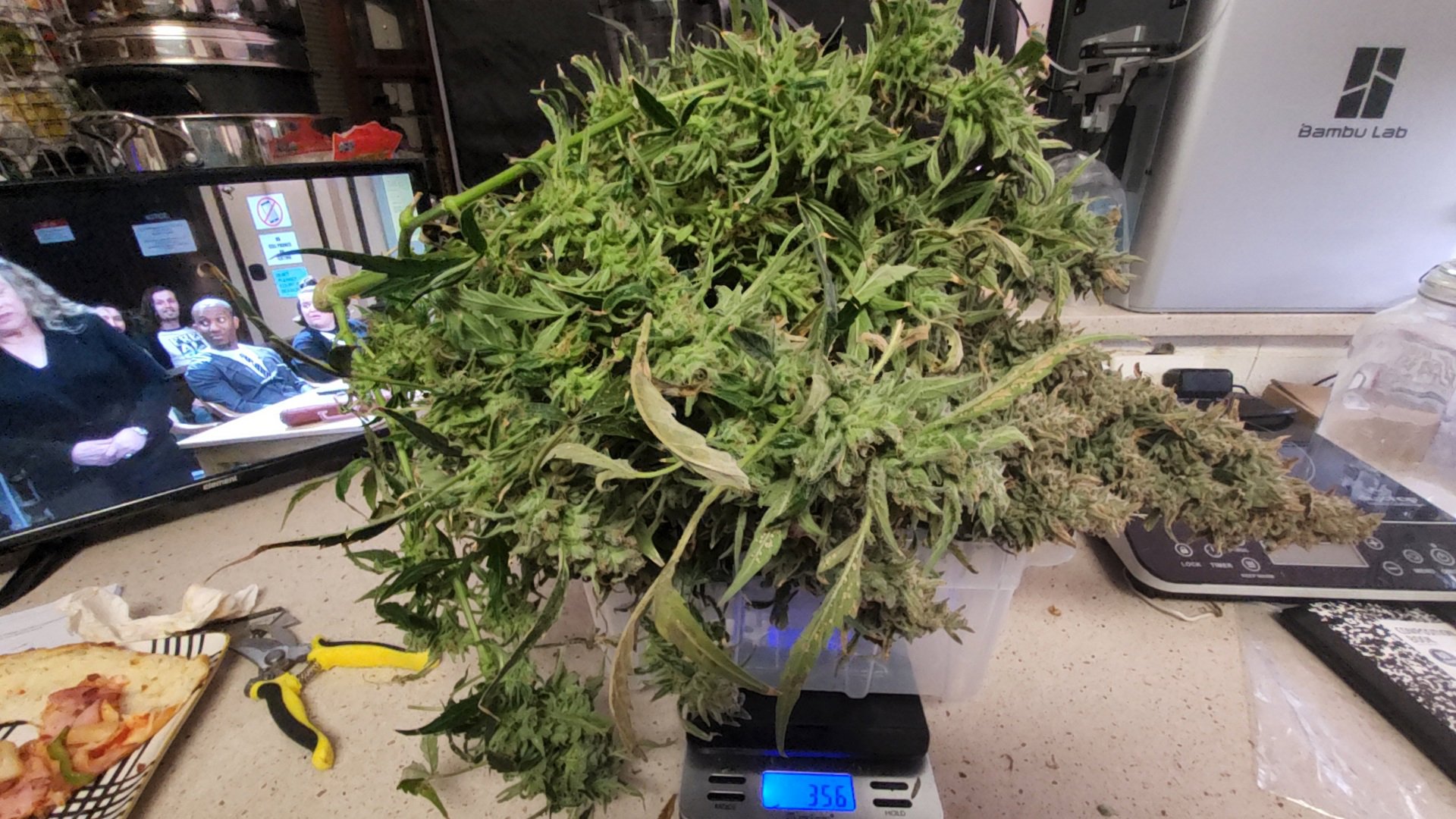 Blue Dream (BD) plant image