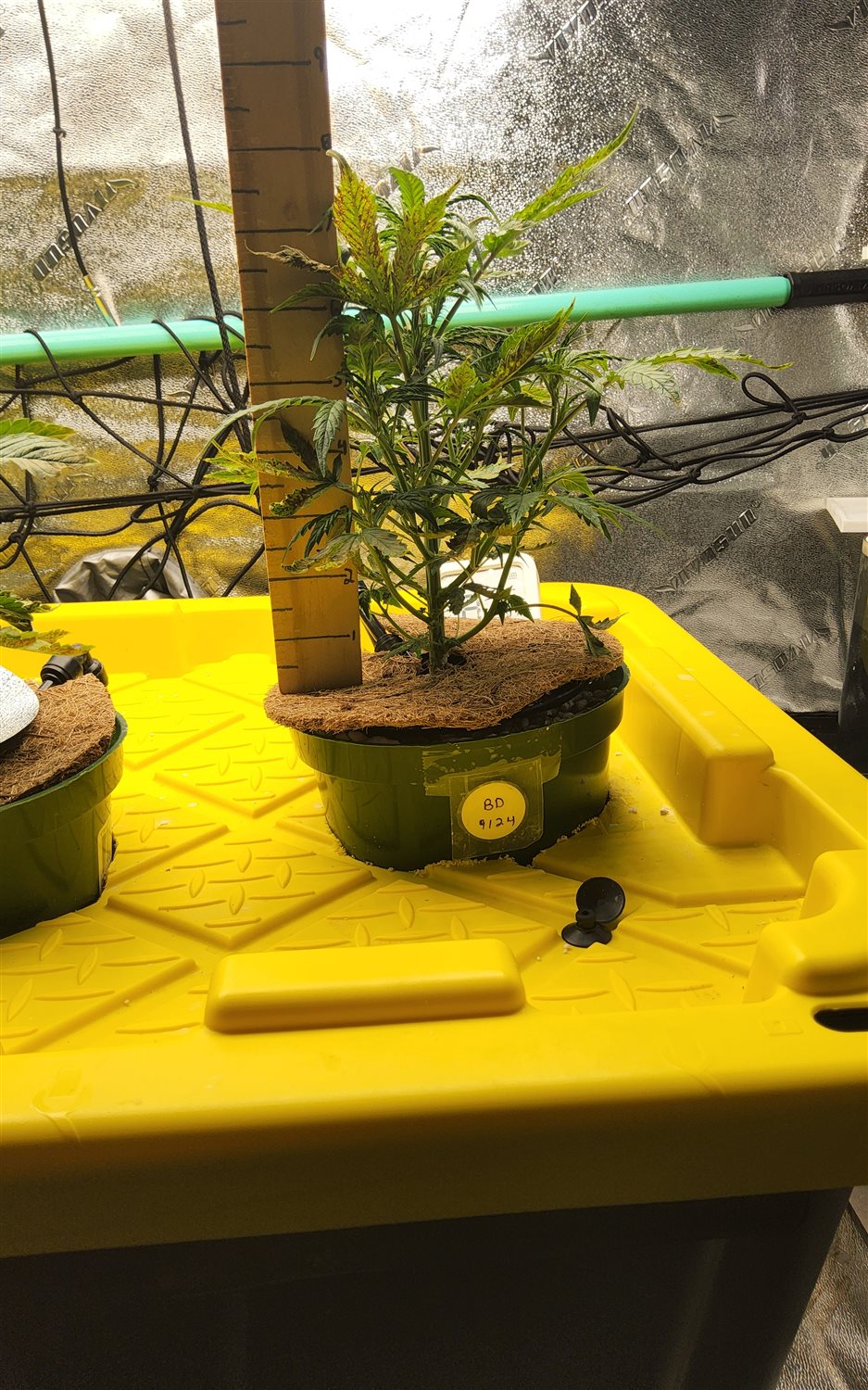 Blue Dream (BD) plant image