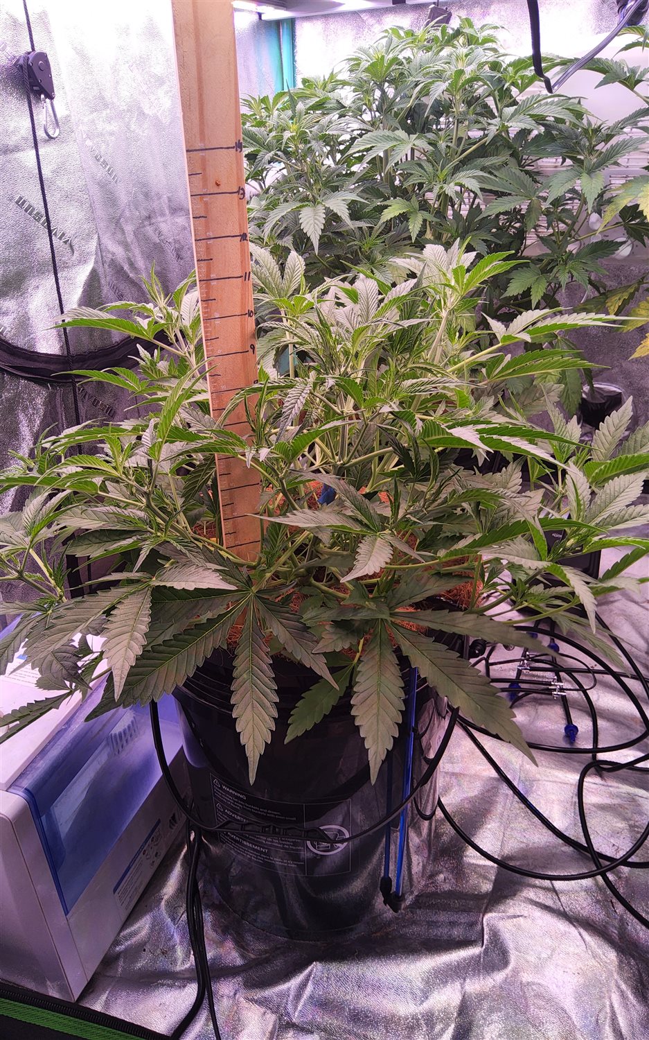 Fat Bastard (FB) plant image
