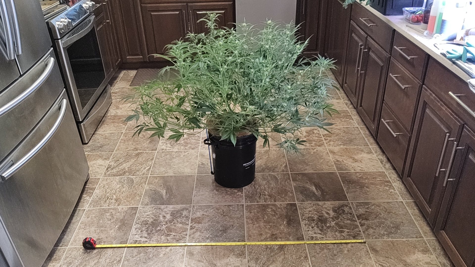 Fat Bastard (FB) plant image