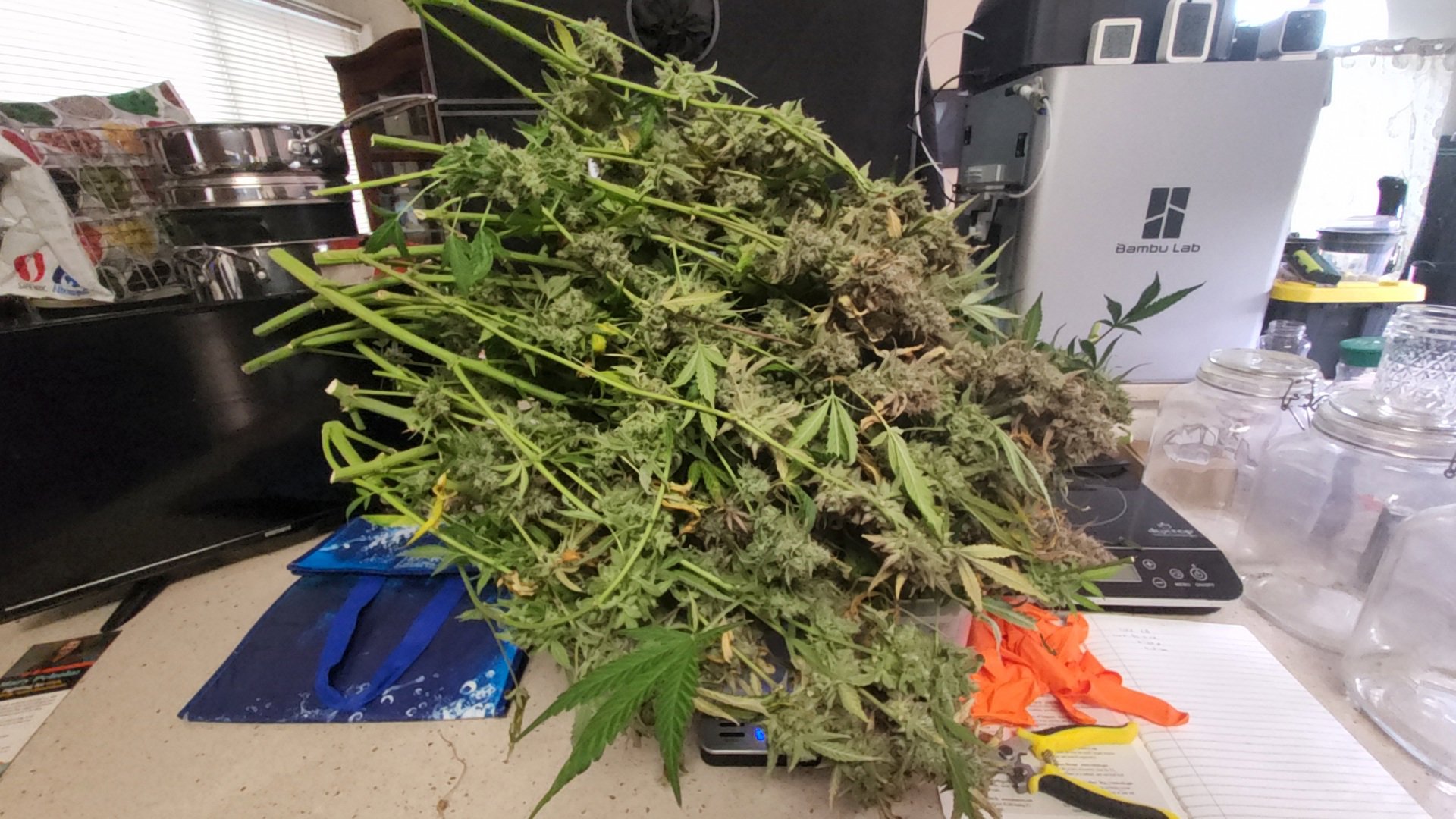 Fat Bastard (FB) plant image