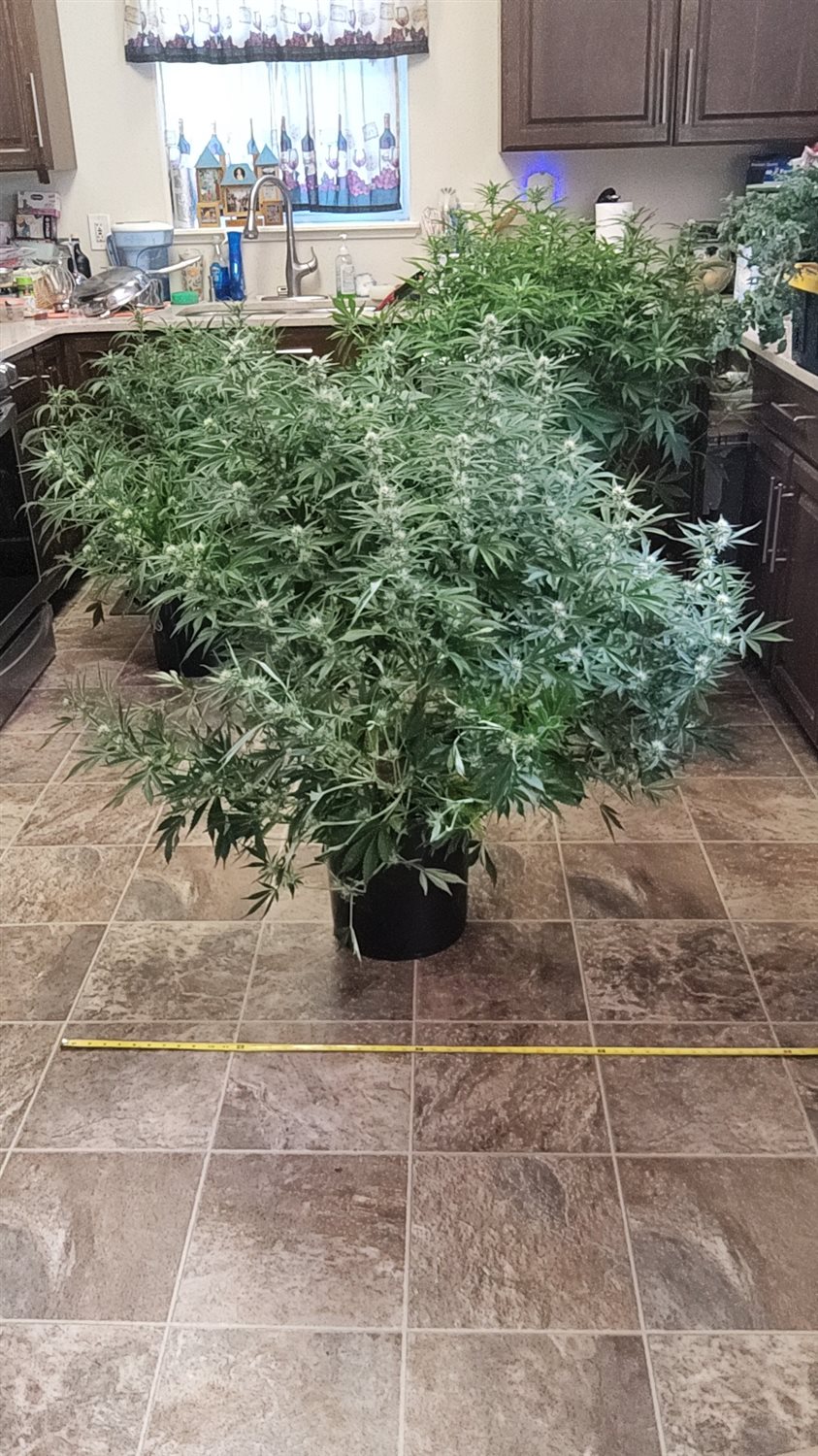Fat Bastard (FB) plant image