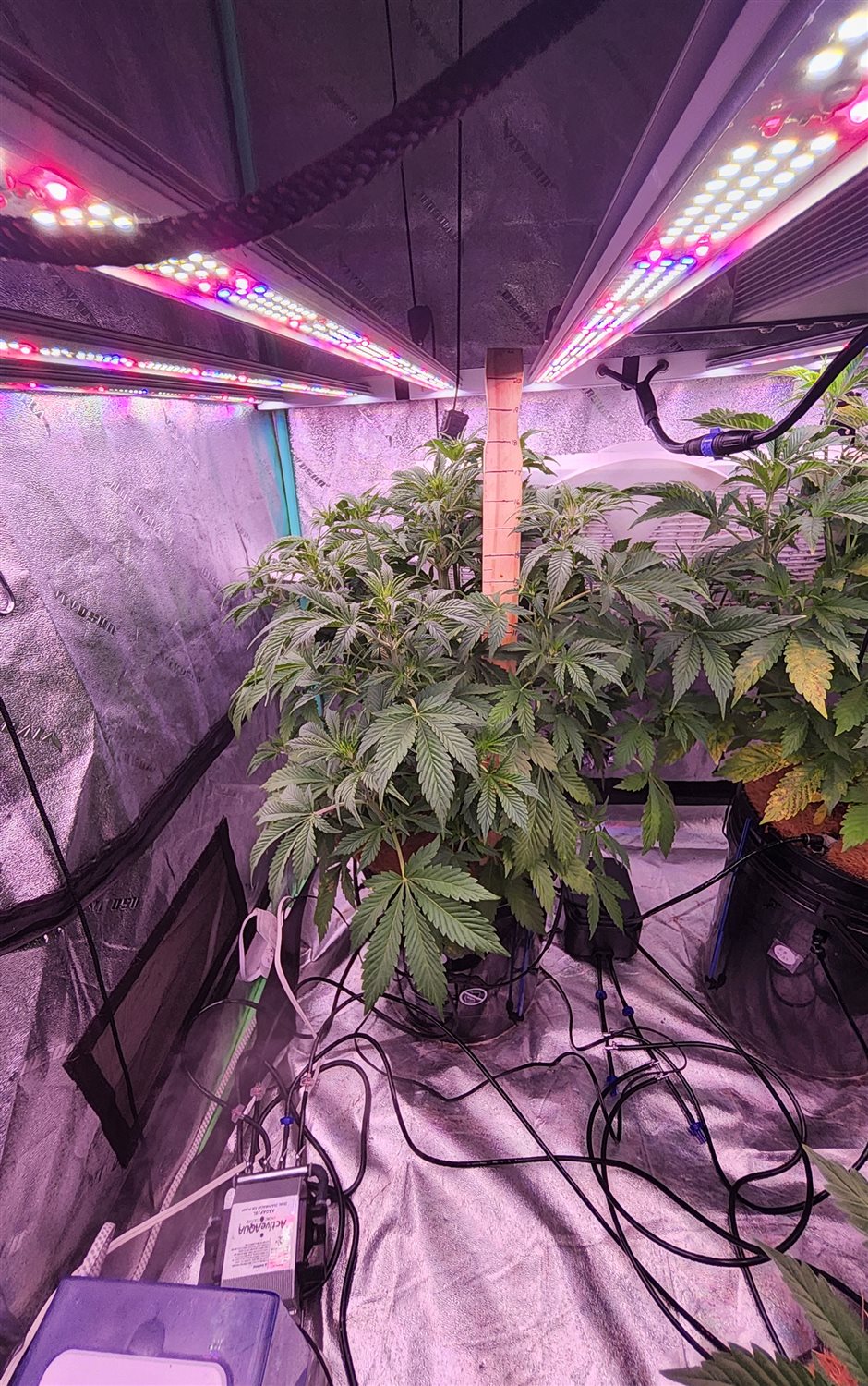 Fat Bastard (FB) plant image