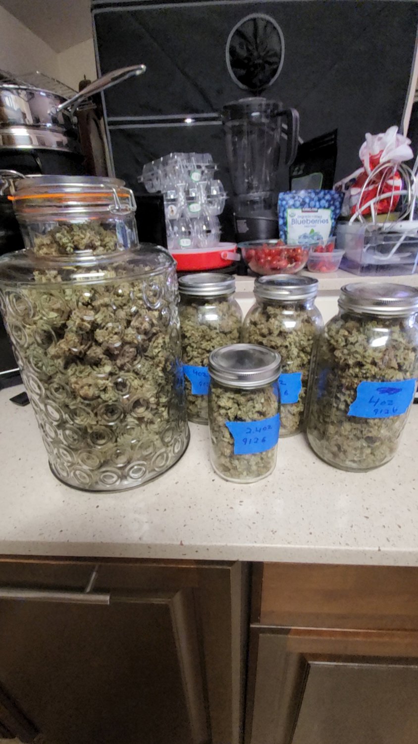 Fat Bastard (FB) plant image