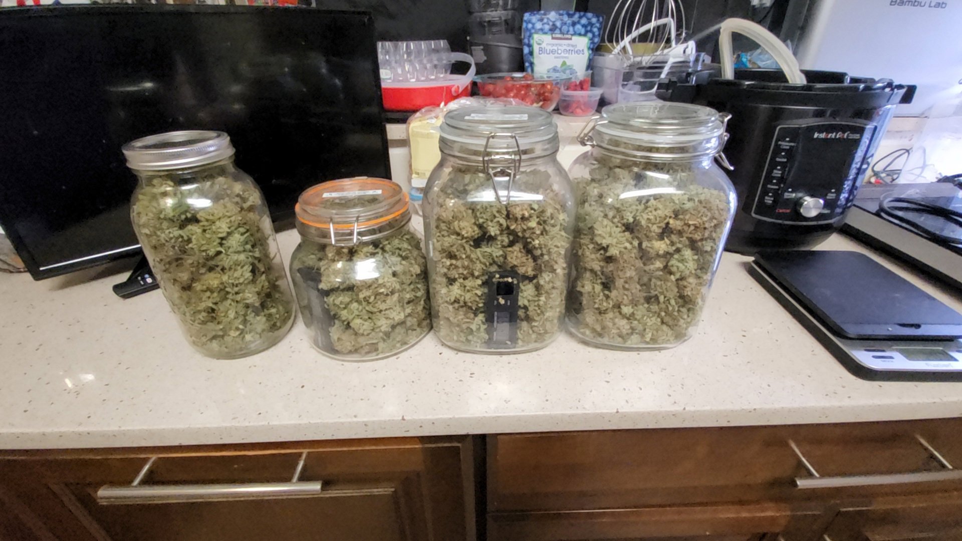 Fat Bastard (FB) plant image