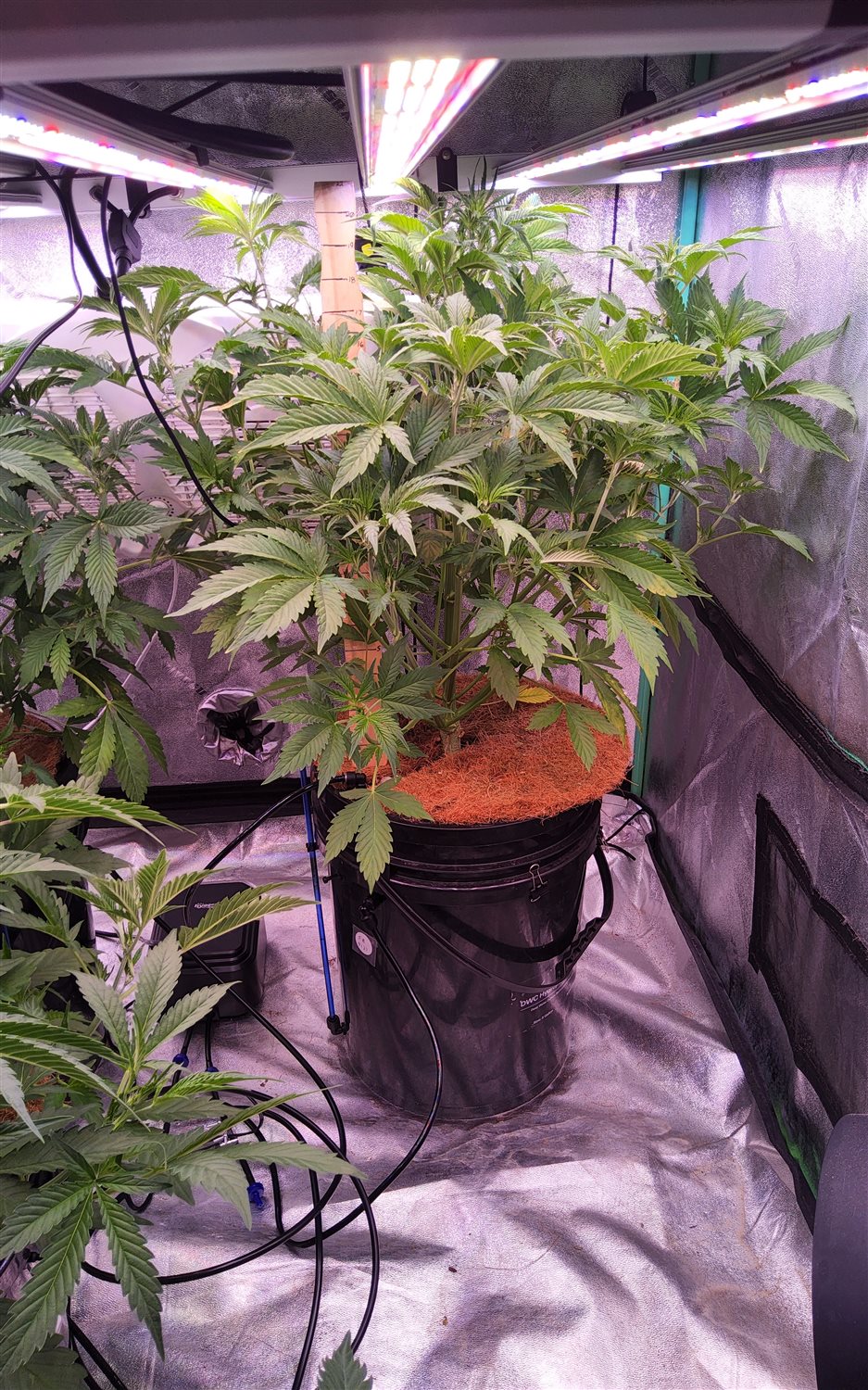 Fat Bastard (FB) plant image